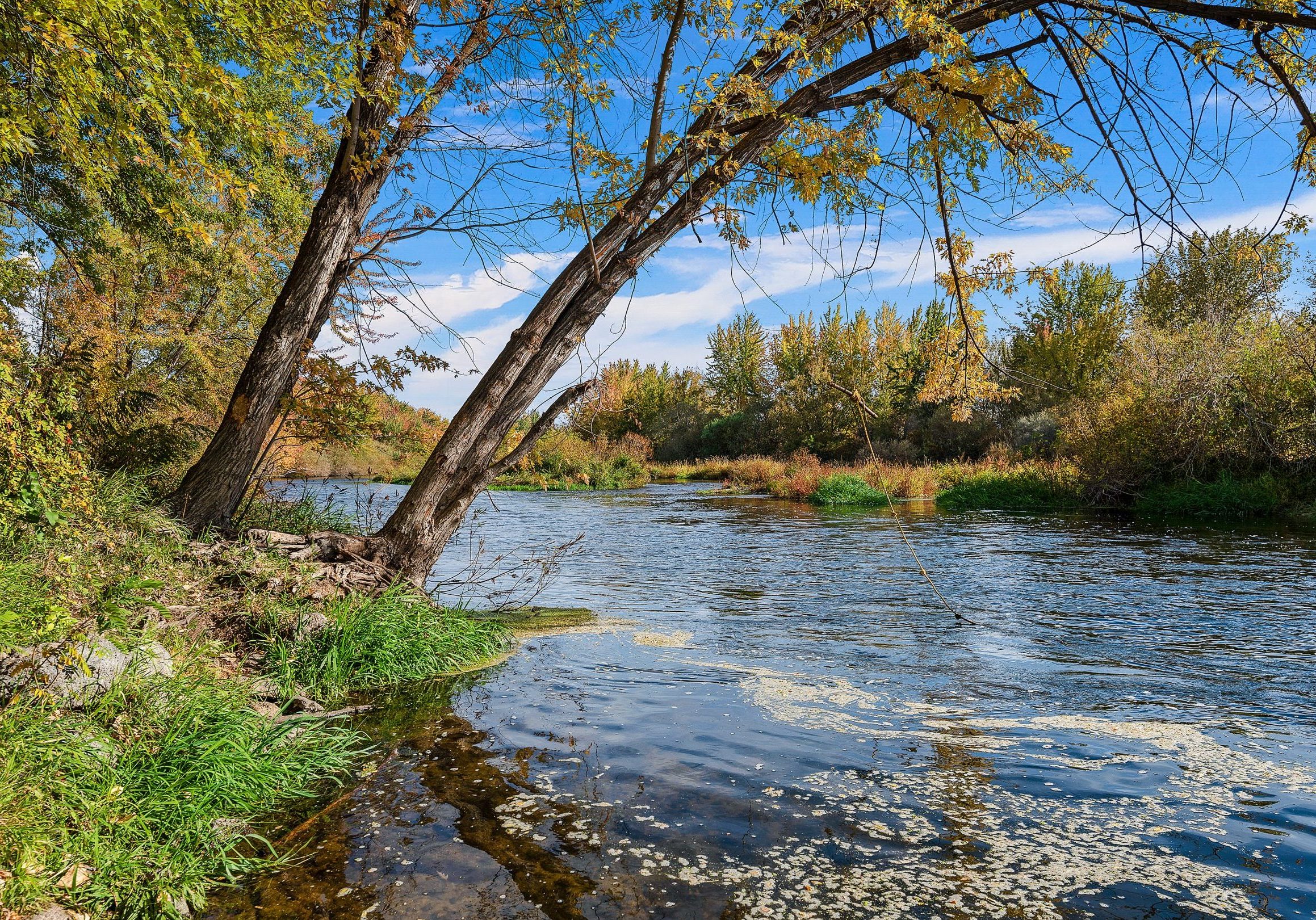 Tree hanging over the banks of the Boise River in Middleton